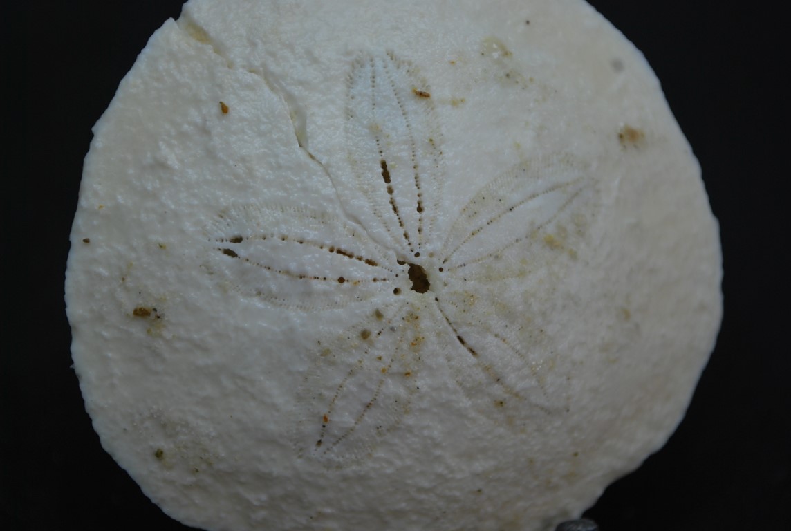 SCUTELLA  FOSSILE DE TOURAINE