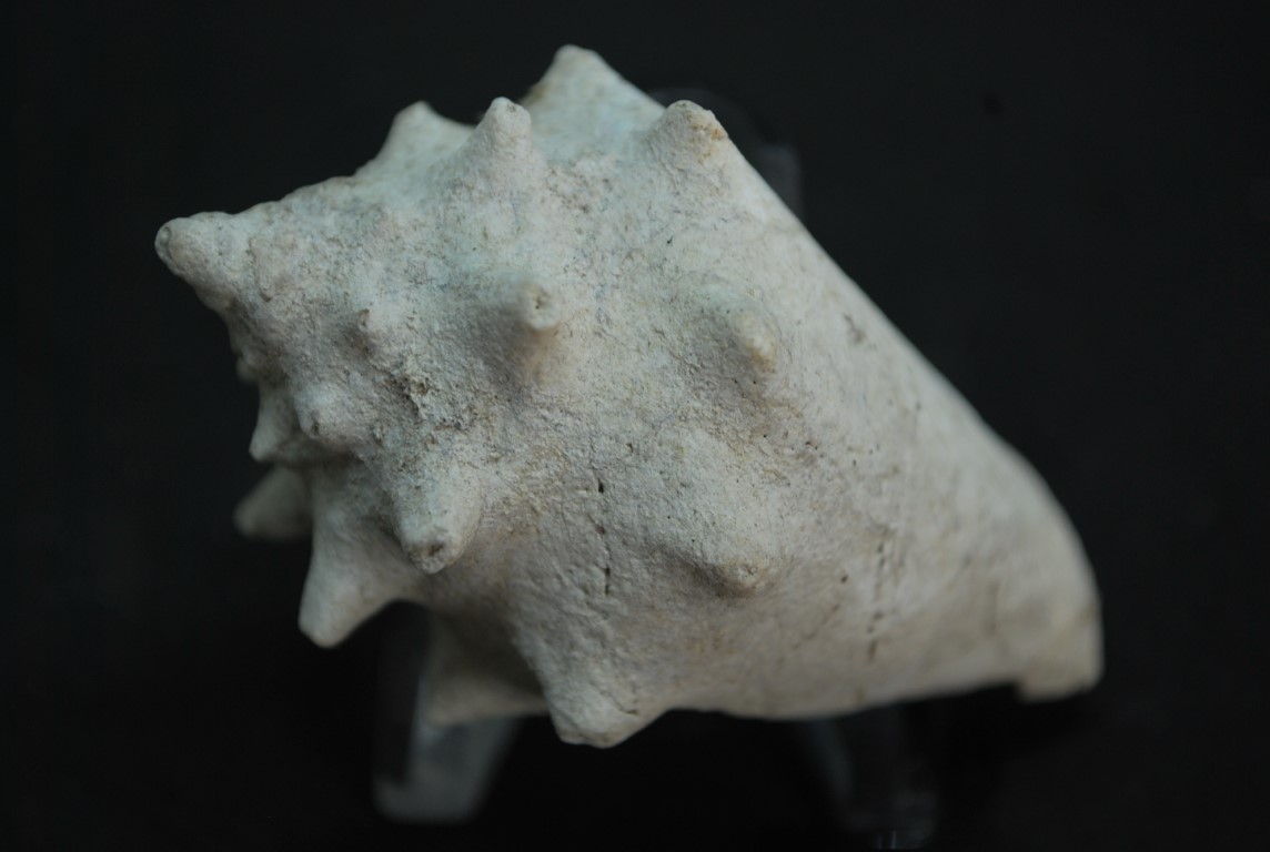 STROMBUS FOSSILE