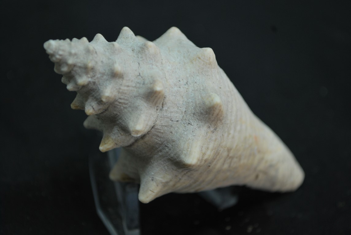 STROMBUS FOSSILE
