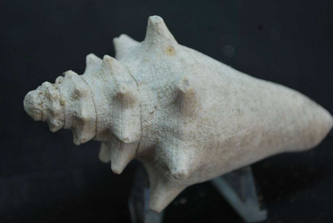 STROMBUS FOSSILE