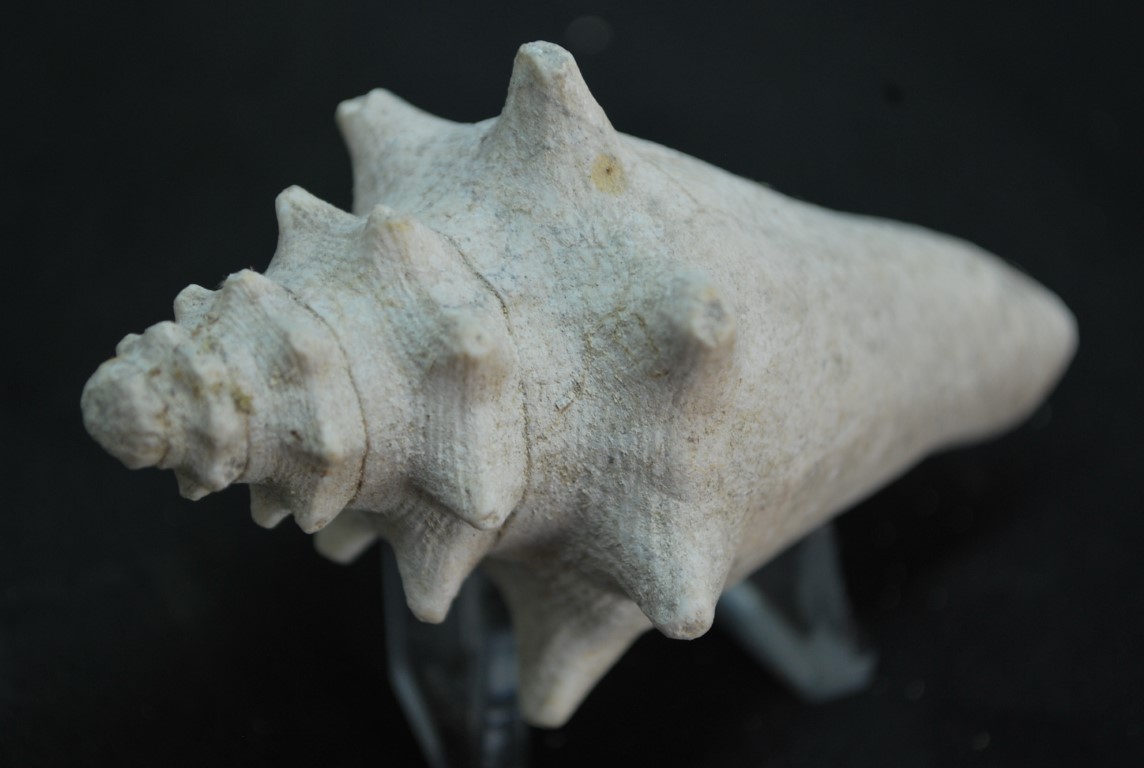 STROMBUS FOSSILE