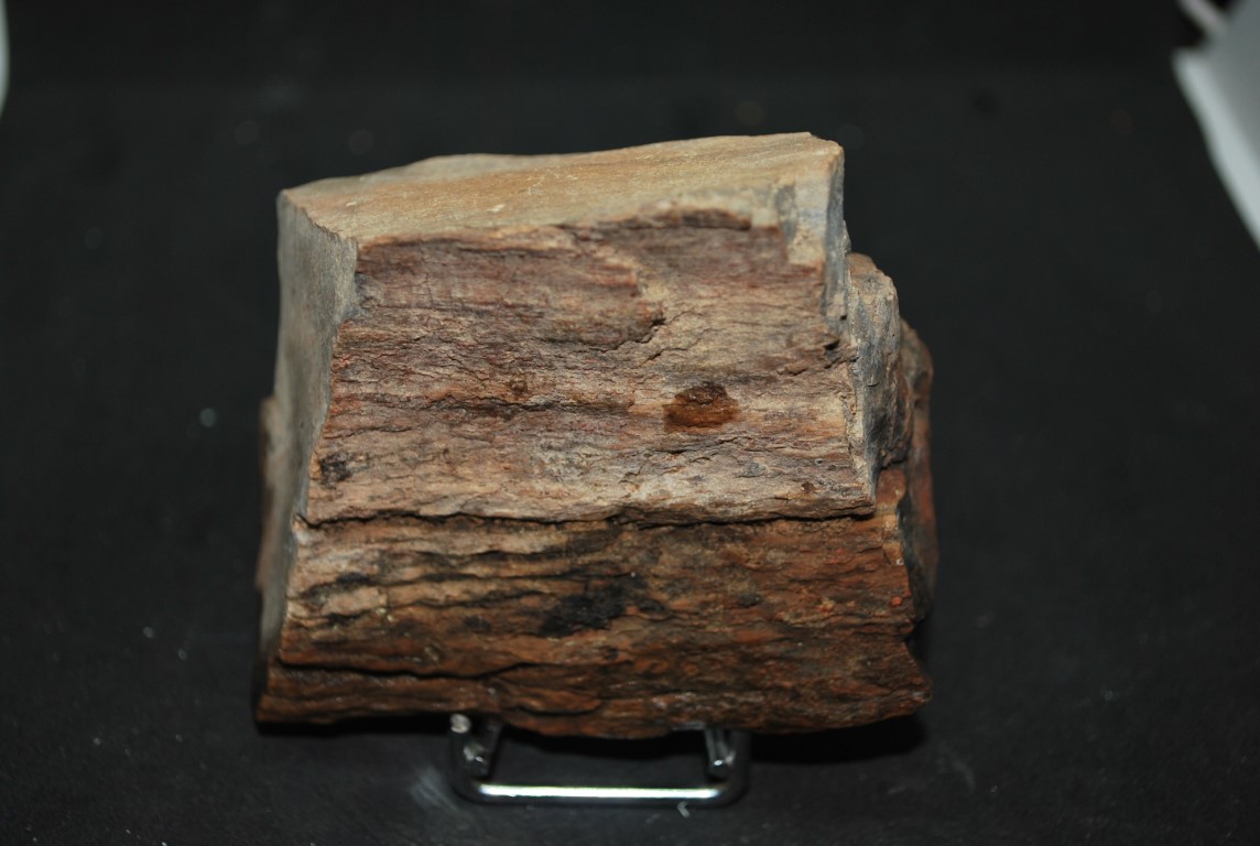 Visitez BOIS FOSSILE DU VAR