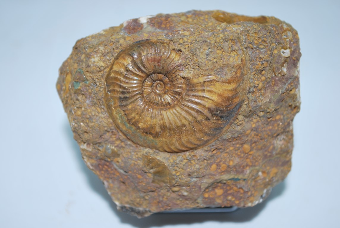 AMMONITE DE LA VERPILLERE