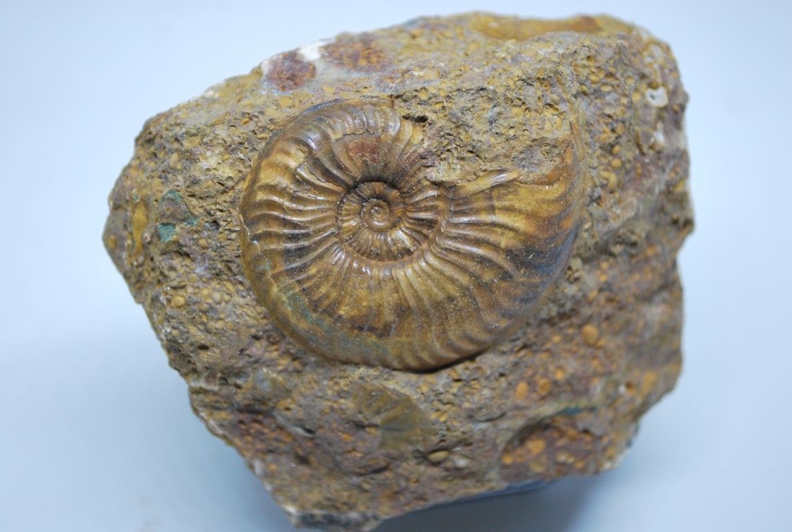 AMMONITE DE LA VERPILLERE