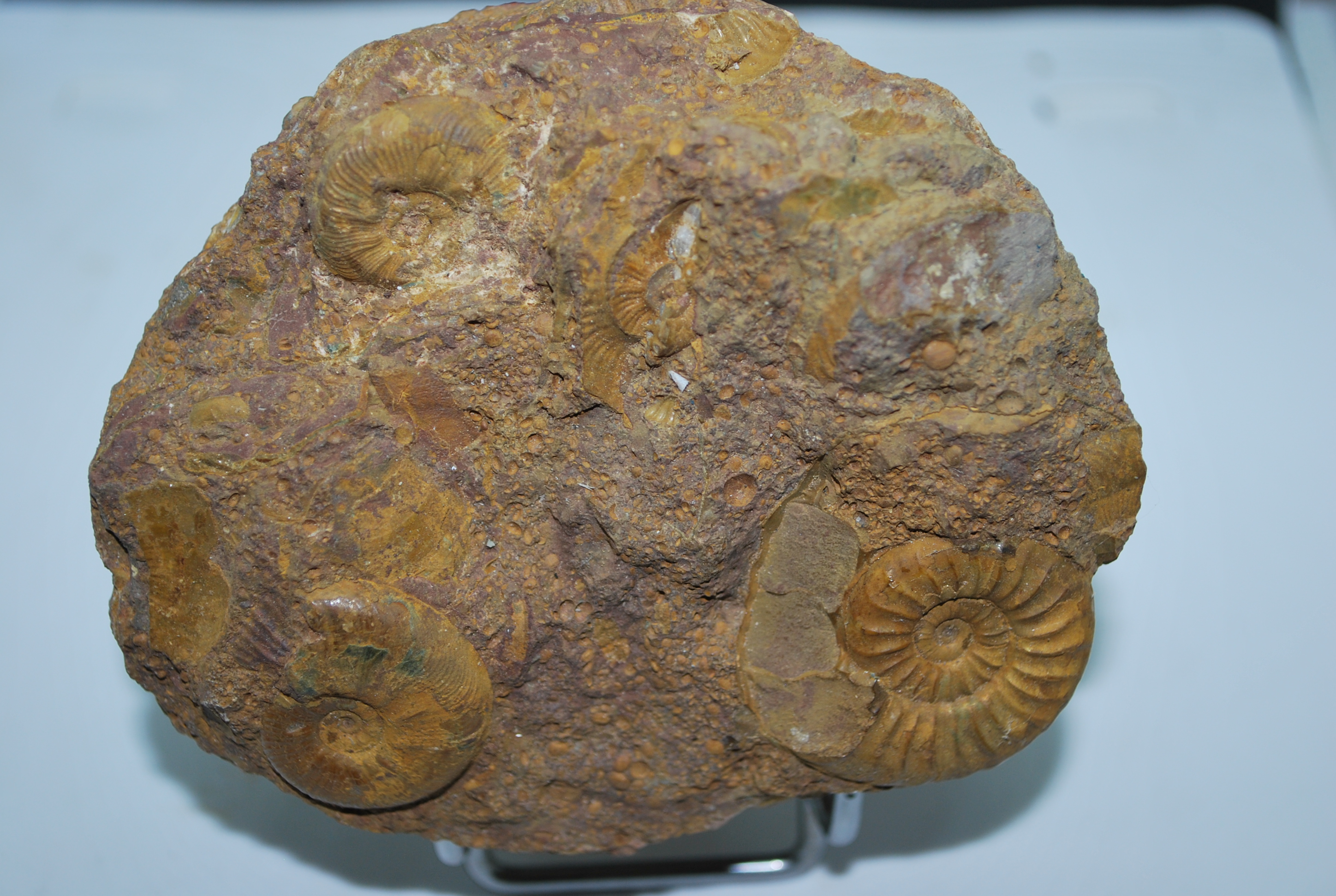 Visitez AMMONITE DE LA VERPILLERE