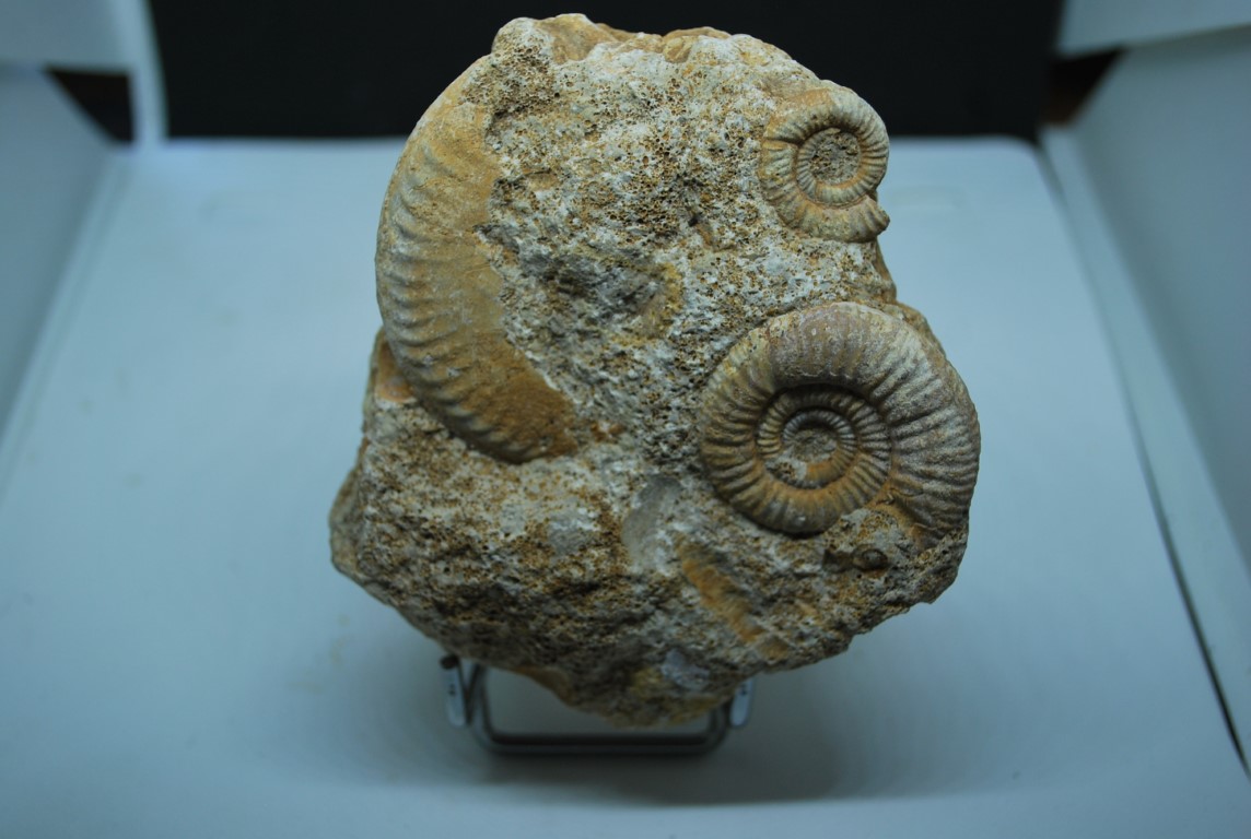 AMMONITE DU CALLOVIEN