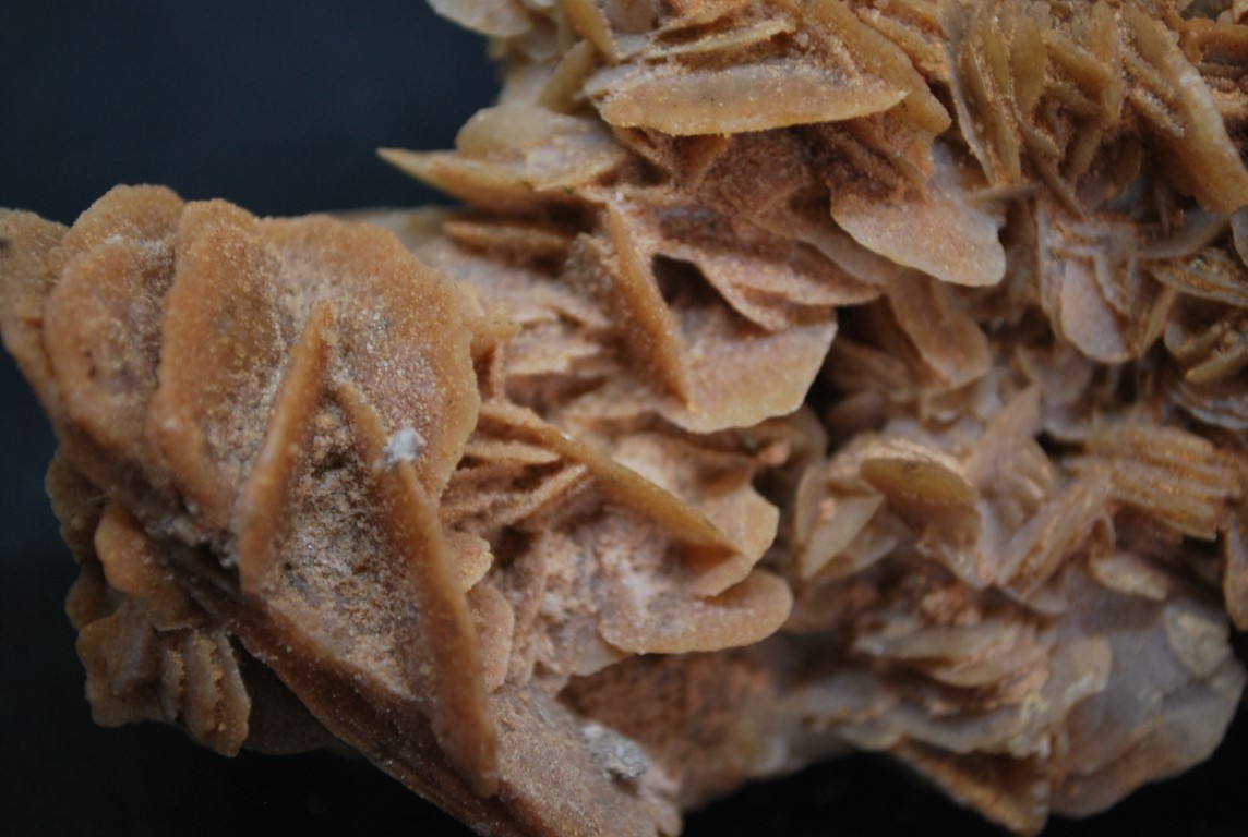ROSE DES SABLES